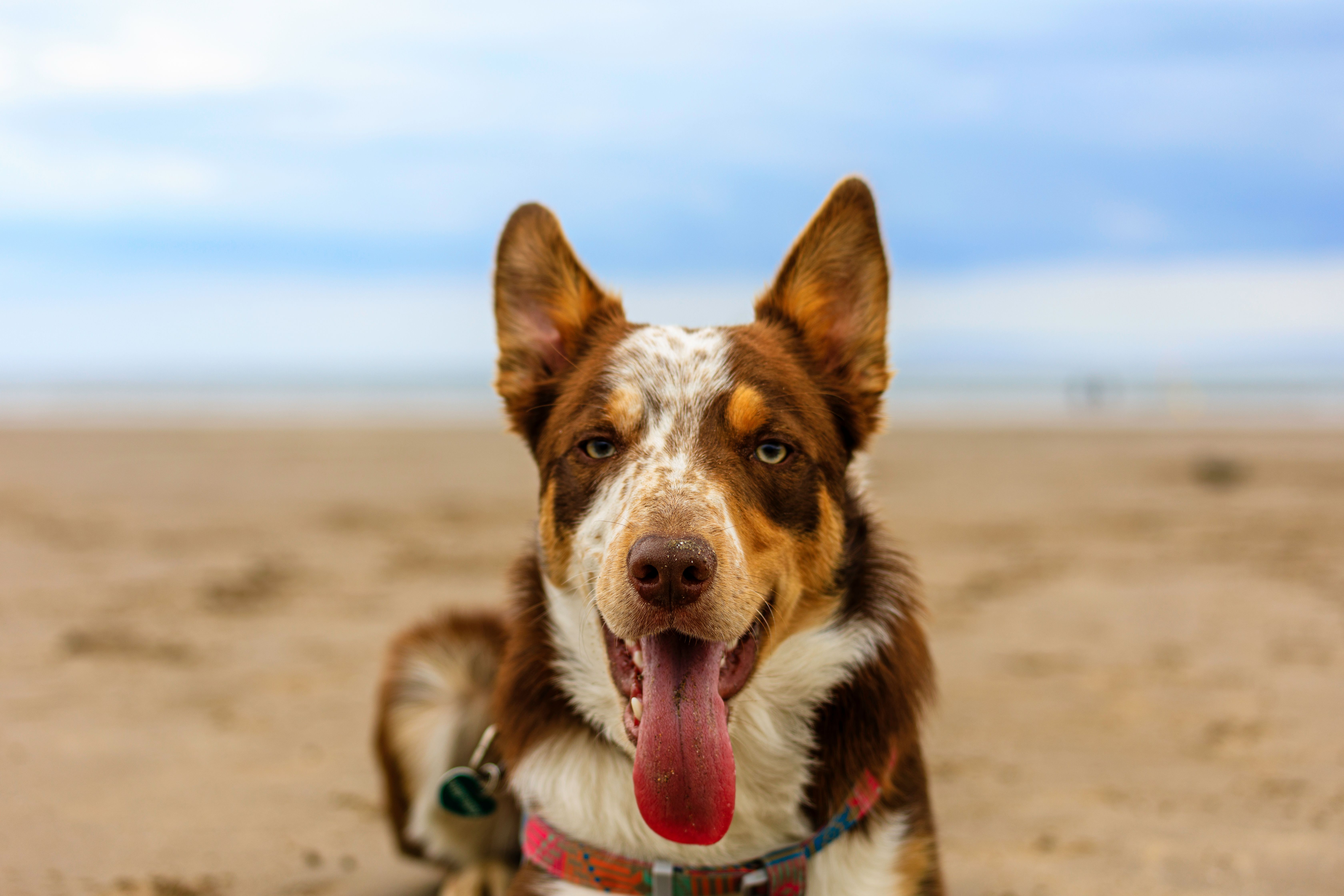 A joyful Collie enjoys a day at the beach, its playful energy a perfect contrast to the serene backdrop of the Scottish shore.