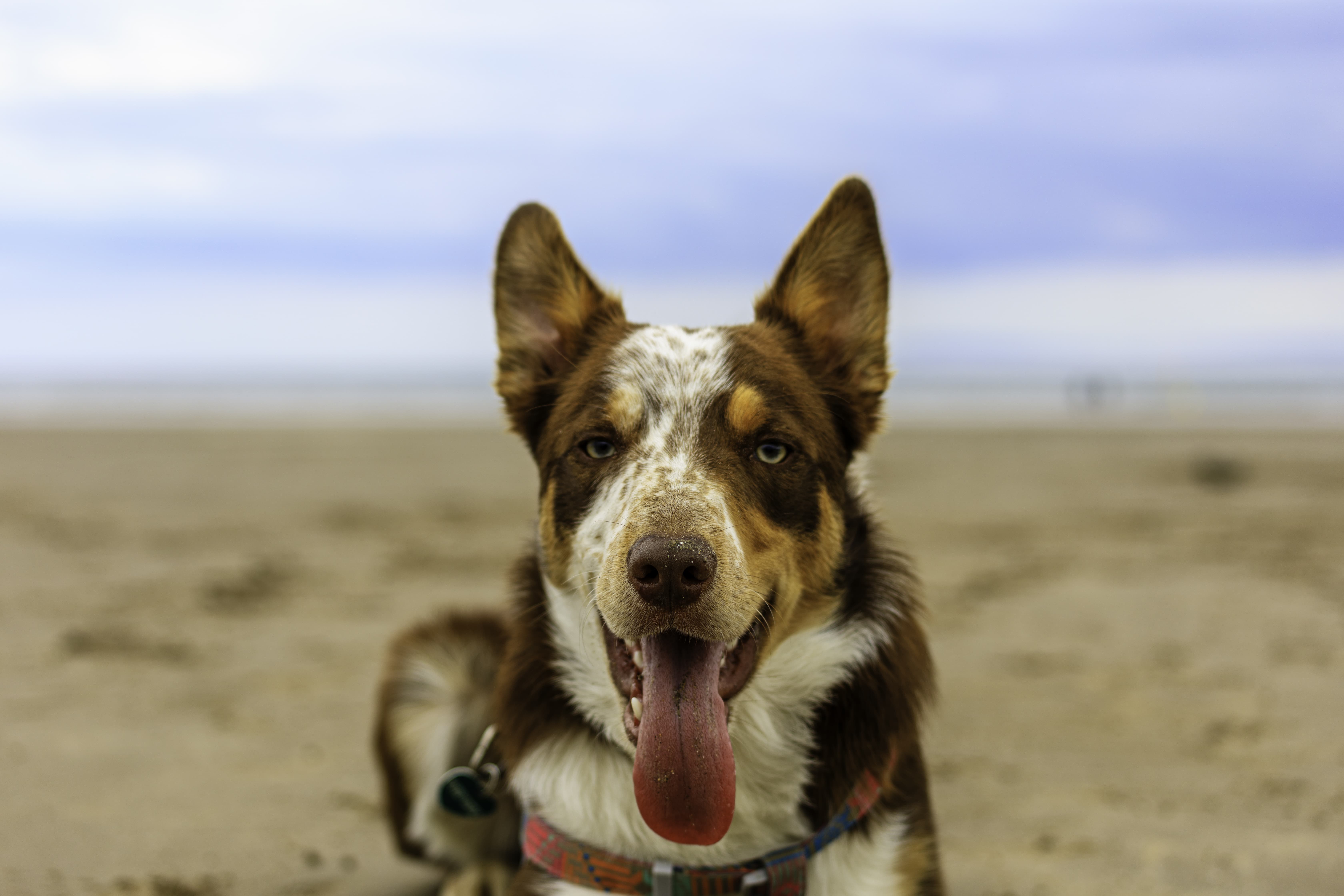 A joyful Collie enjoys a day at the beach, its playful energy a perfect contrast to the serene backdrop of the Scottish shore.